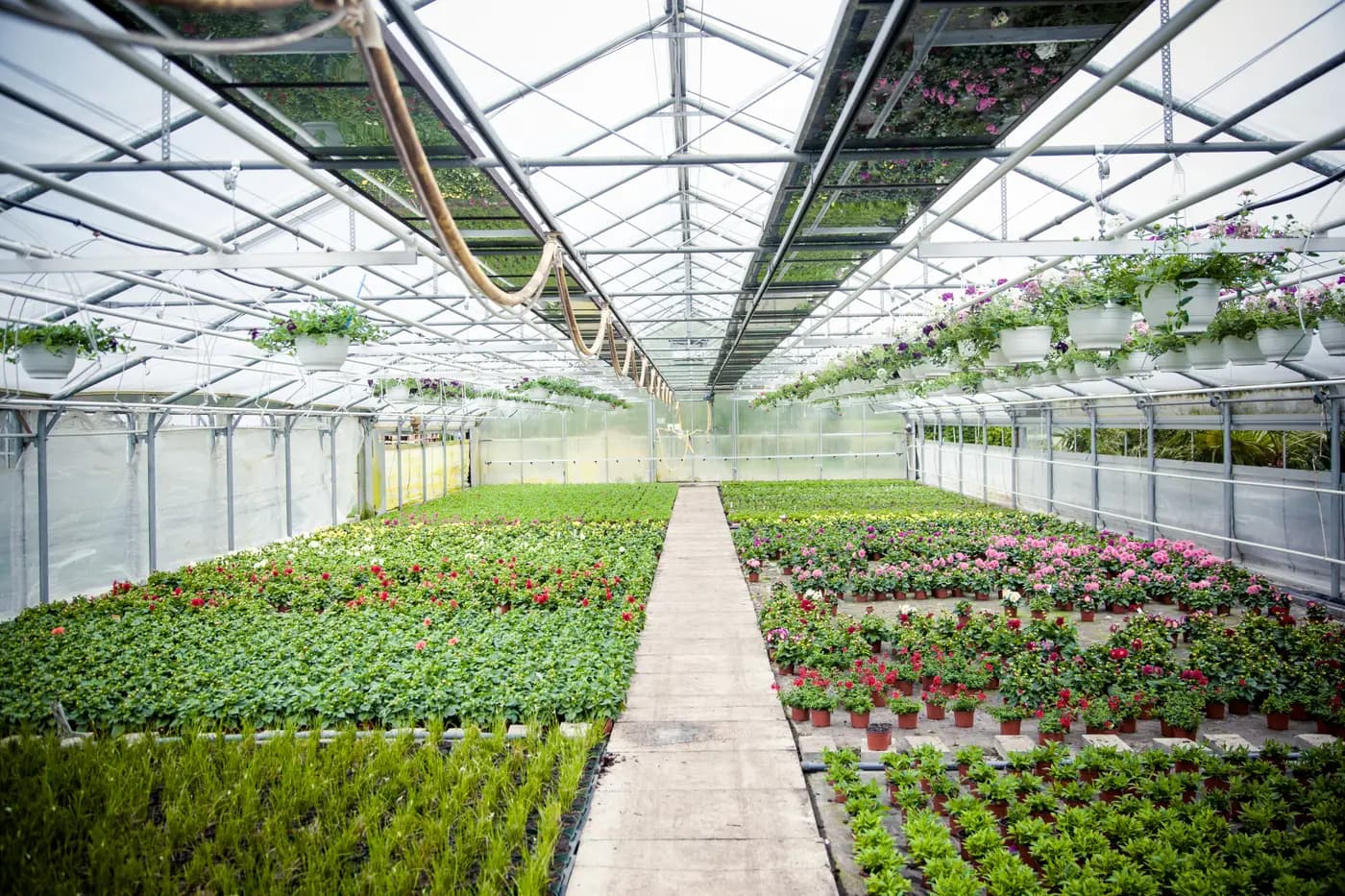 Greenhouse horticulture: Energy Intelligence