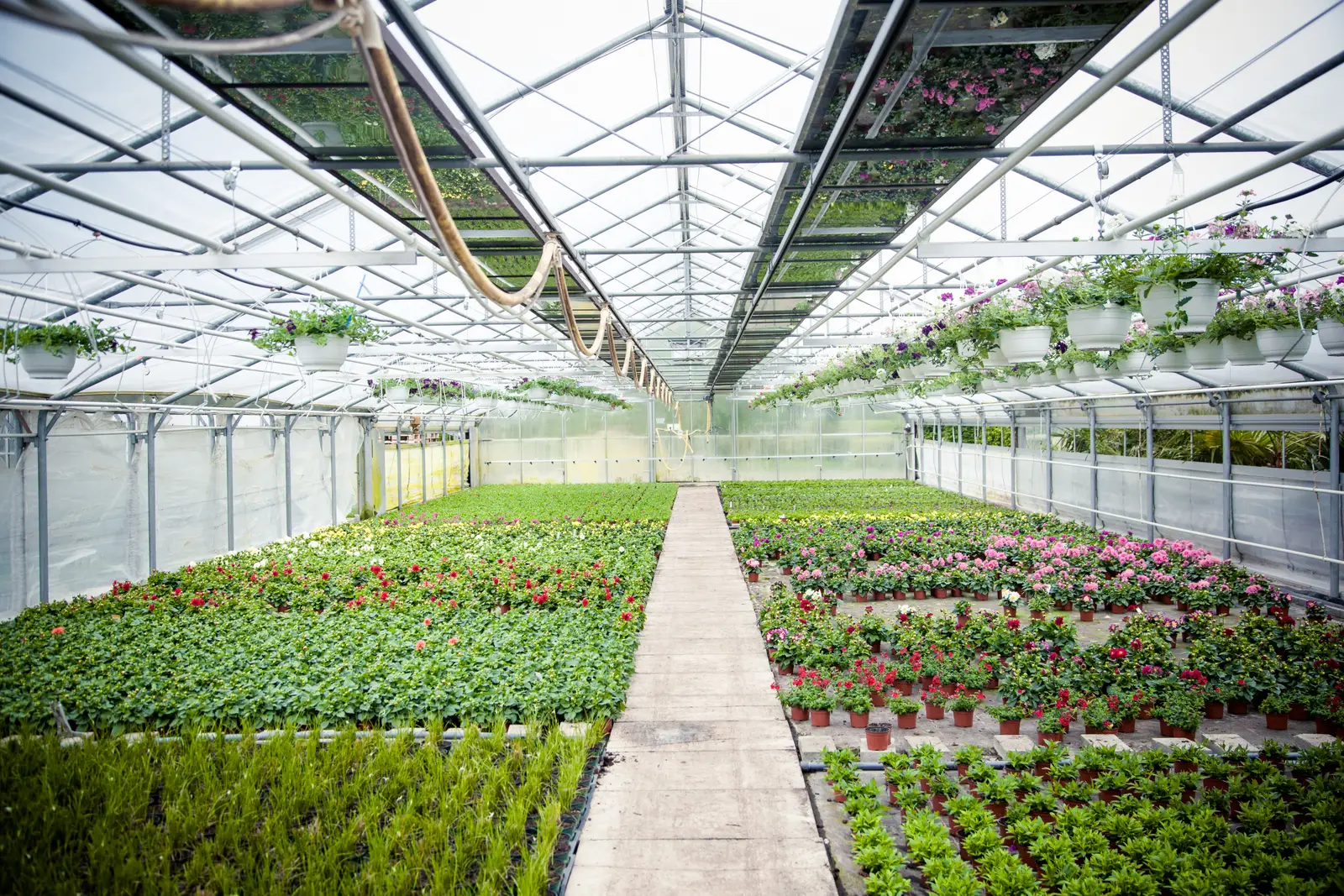 Glastuinbouw: Teeltverhaal